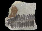 Pecopteris Fern Fossil - Missouri #65952-1